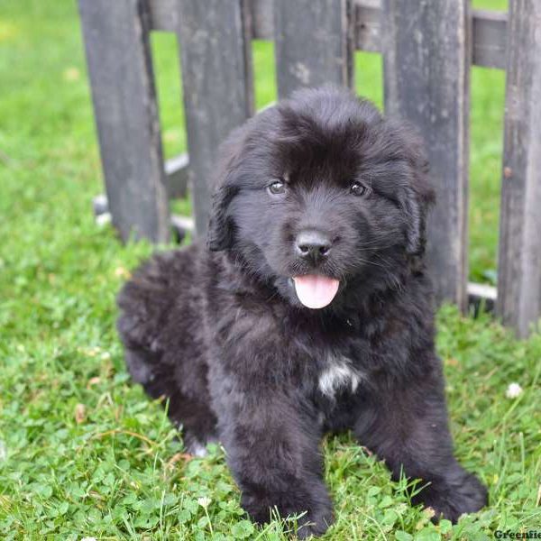 Ranger, Newfoundland Puppy