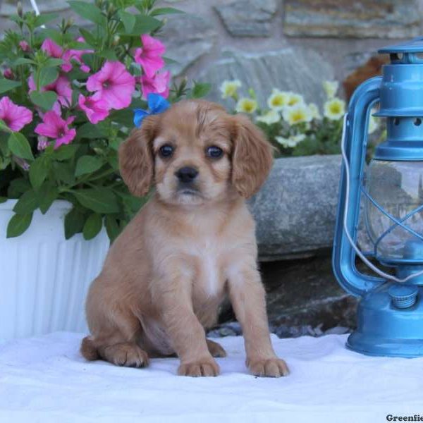 Ranger, Cavapoo Puppy