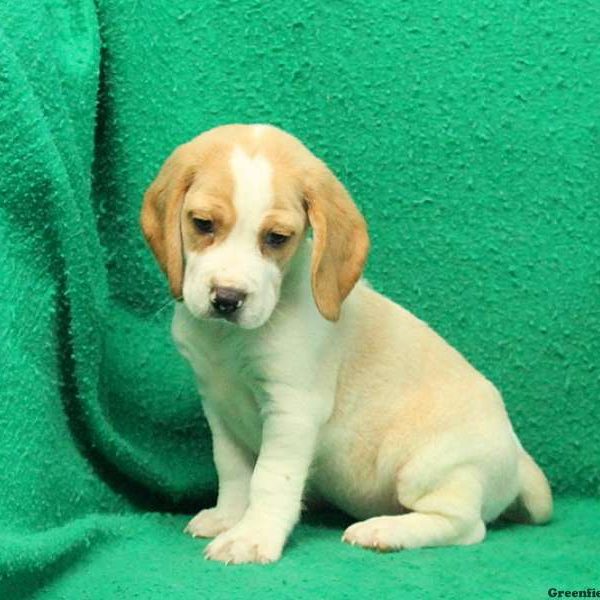 Ranger, Beagle Puppy