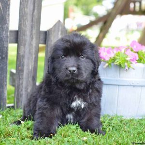 Ranger, Newfoundland Puppy