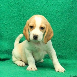 Ranger, Beagle Puppy