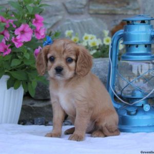 Ranger, Cavapoo Puppy