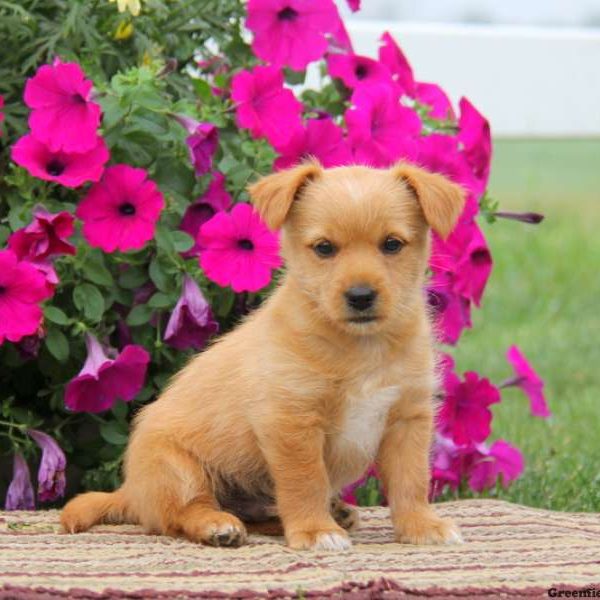 Rascal, Yorkie Mix Puppy