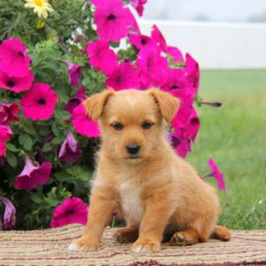 Rascal, Yorkie Mix Puppy