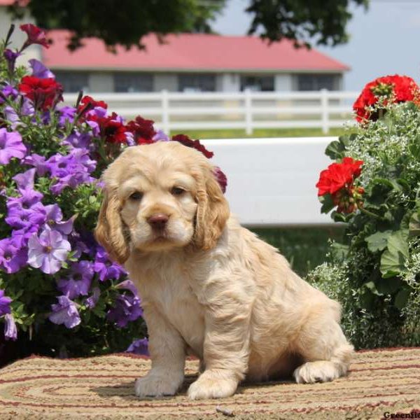 Reggie, Cocker Spaniel Puppy