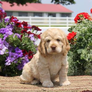 Reggie, Cocker Spaniel Puppy