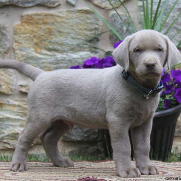 Ricky, Labrador Retriever-Silver Puppy