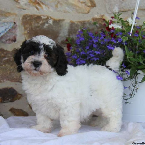 Ricky, Miniature Poodle Mix Puppy