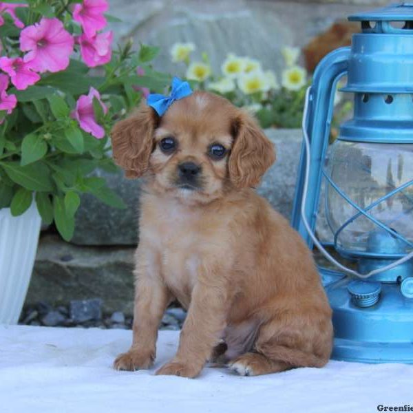 Ricky, Cavapoo Puppy