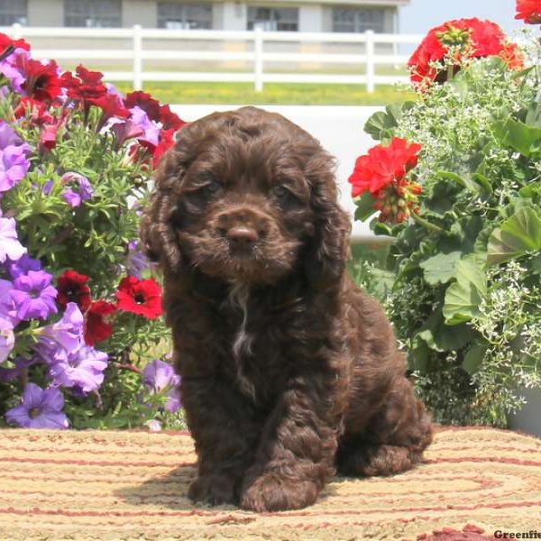 Ricky, Cocker Spaniel Puppy