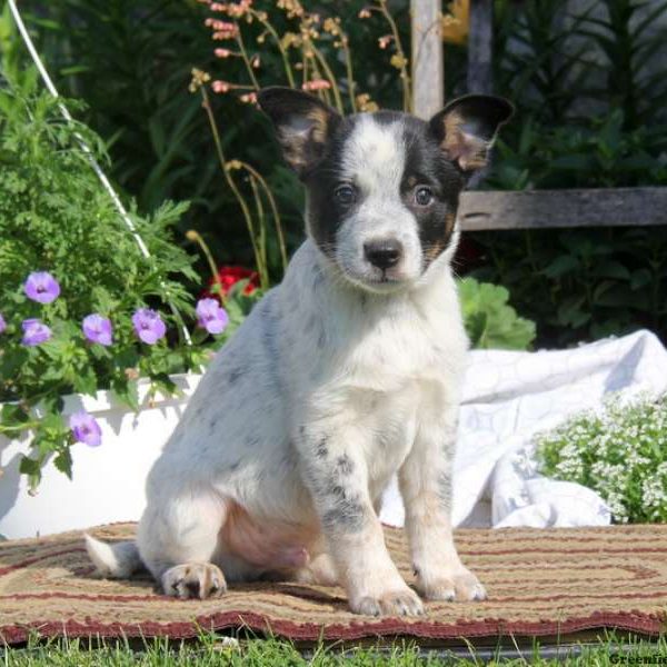 Ricky, Blue Heeler Mix Puppy