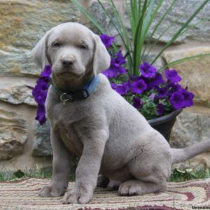 Ricky, Labrador Retriever-Silver Puppy