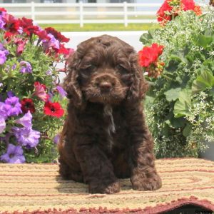 Ricky, Cocker Spaniel Puppy