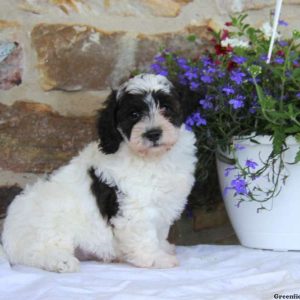 Ricky, Miniature Poodle Mix Puppy