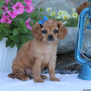 Ricky, Cavapoo Puppy