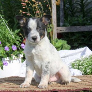 Ricky, Blue Heeler Mix Puppy