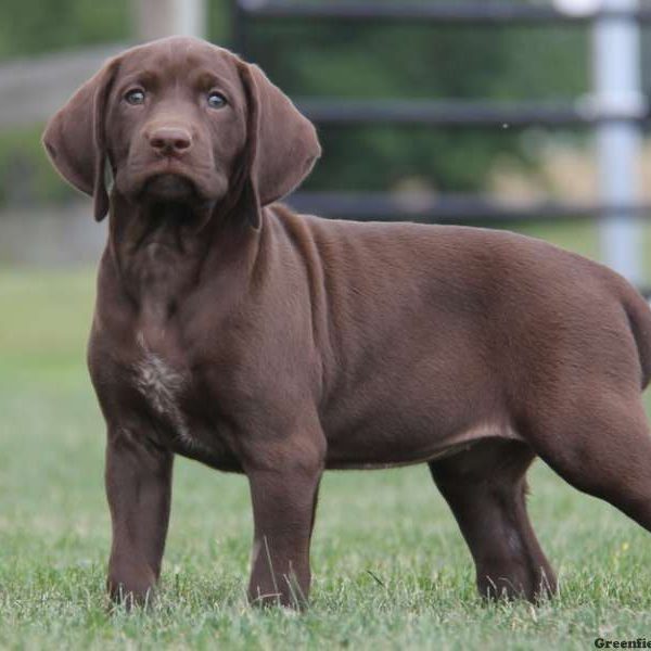 Riley, German Shorthaired Pointer Puppy