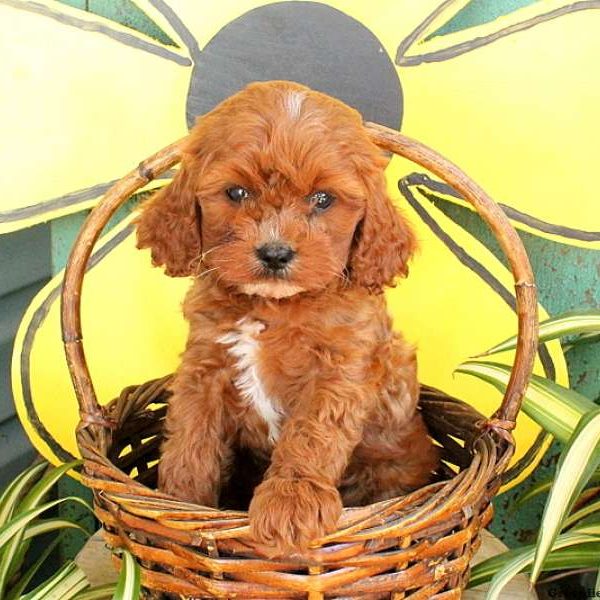 Riley, Cavapoo Puppy