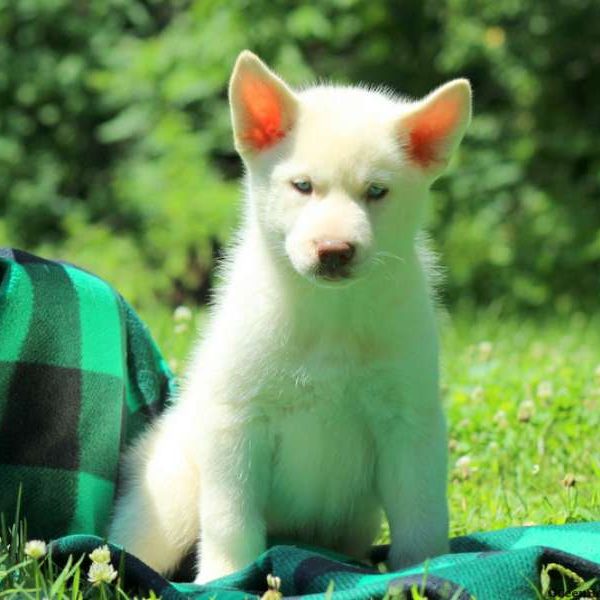 Riley, Siberian Husky Puppy