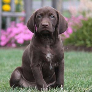 Riley, German Shorthaired Pointer Puppy