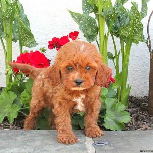 Riley, Cavapoo Puppy