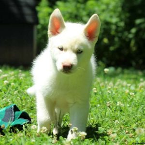 Riley, Siberian Husky Puppy