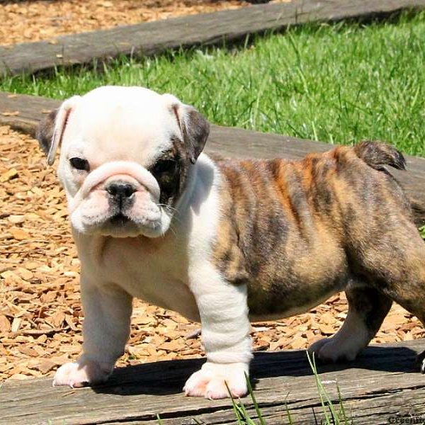 Rina, English Bulldog Puppy