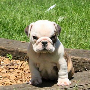 Rina, English Bulldog Puppy