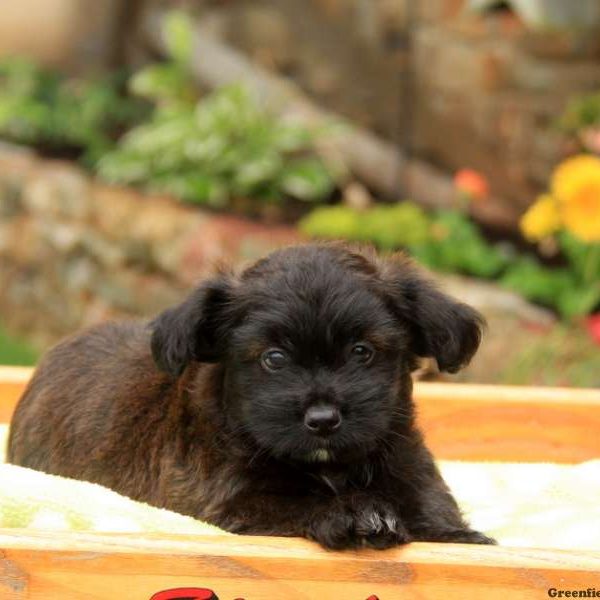 Rocco, Aussiedoodle – Miniature Puppy