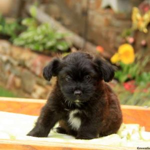 Rocco, Aussiedoodle – Miniature Puppy