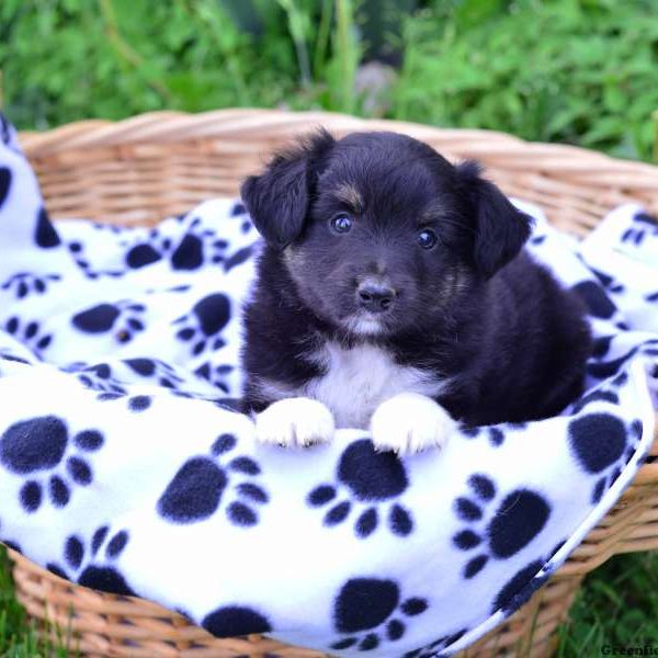 Rocky, Australian Shepherd-Miniature Puppy