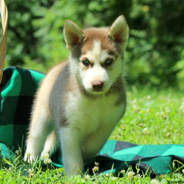 Rocky, Siberian Husky Puppy