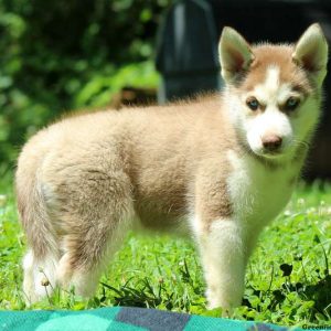 Rocky, Siberian Husky Puppy