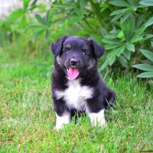 Rocky, Australian Shepherd-Miniature Puppy