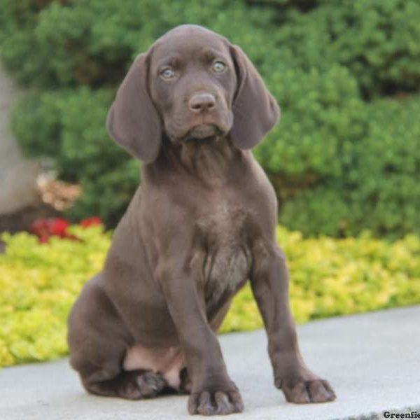 Roman, German Shorthaired Pointer Puppy