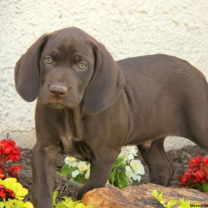 Roman, German Shorthaired Pointer Puppy