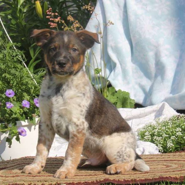 Ronny, Blue Heeler Mix Puppy