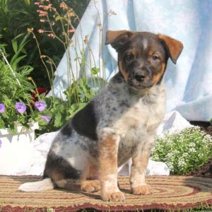 Ronny, Blue Heeler Mix Puppy