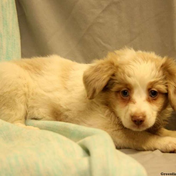 Roscoe, Australian Shepherd-Miniature Puppy