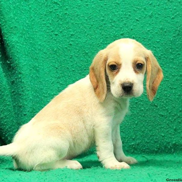 Roscoe, Beagle Puppy