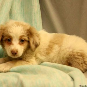 Roscoe, Australian Shepherd-Miniature Puppy