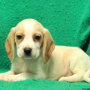 Roscoe, Beagle Puppy