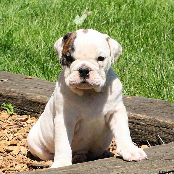 Rose, English Bulldog Puppy