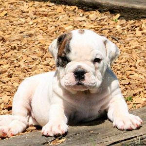 Rose, English Bulldog Puppy