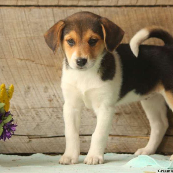 Rosie, Beagle Mix Puppy