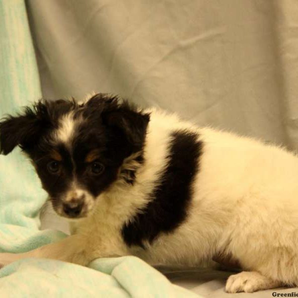 Rosie, Australian Shepherd-Miniature Puppy