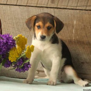 Rosie, Beagle Mix Puppy