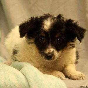 Rosie, Australian Shepherd-Miniature Puppy