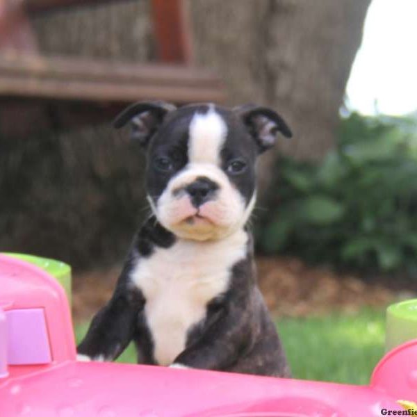 Ross, Boston Terrier Puppy