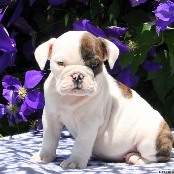 Rowena, English Bulldog Puppy